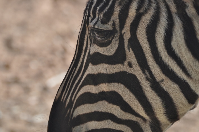 plains zebra